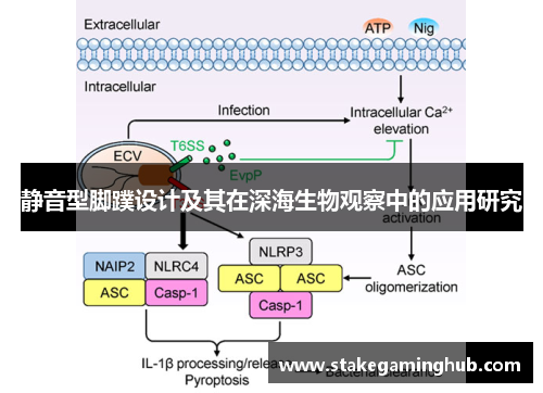 静音型脚蹼设计及其在深海生物观察中的应用研究